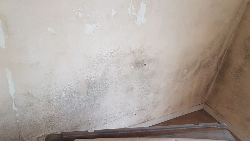 Black Mold